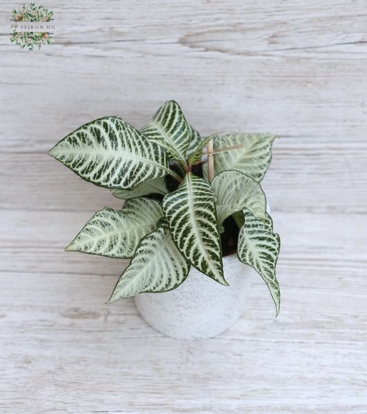 Aphelandra White Wash in a pot