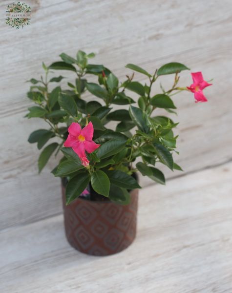 Mandevilla im Topf