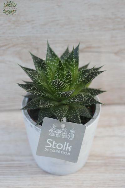 Gasteraloe aurora White Wash im Topf