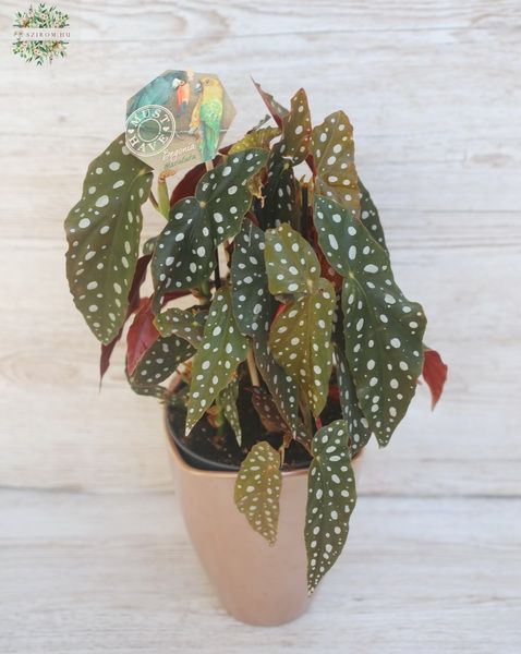 Begonia maculata in a pot