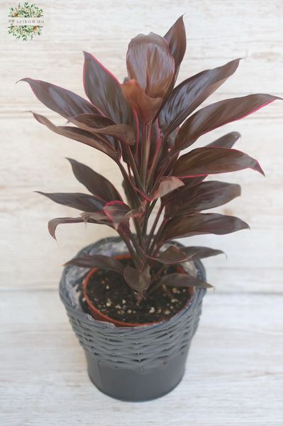 sötét levelű bunkósliliom kaspóban (40cm)
