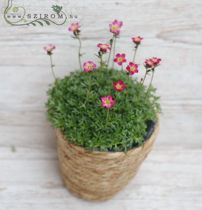 Saxifraga Pete in pot, rock garten, balkony