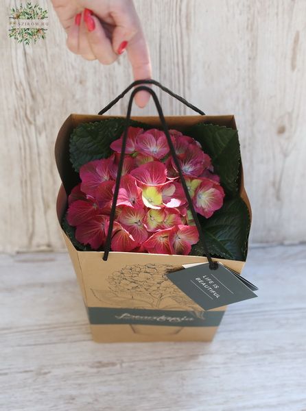 Hydrangea in bag