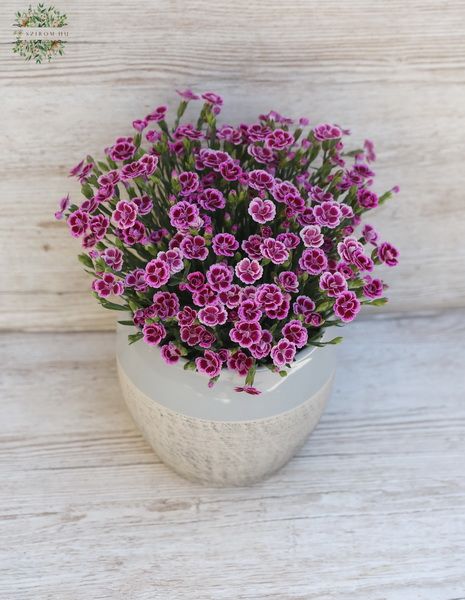 Carnation mit Topf