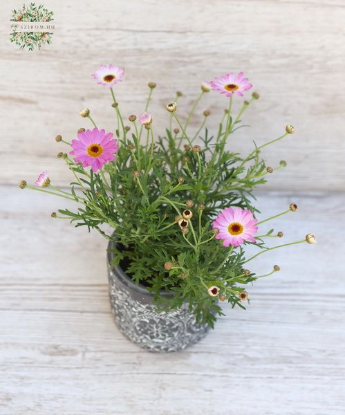 Argyranthemum with pot