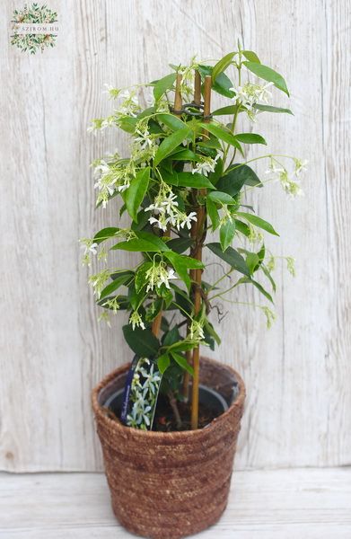 Tracheo jasminoides in wicker basket
