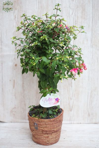 Big Fuchsia in a wicker basket