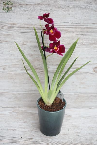 Miltoniopis orchid in pot