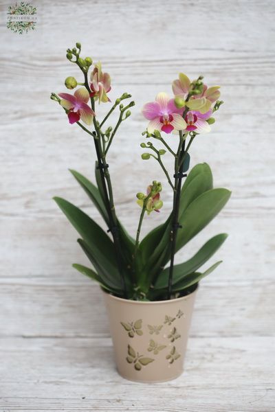 Midi-Phalaenopsis-Orchidee im Topf