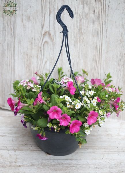 Gemischte Balkonblumen im Hängetopf
