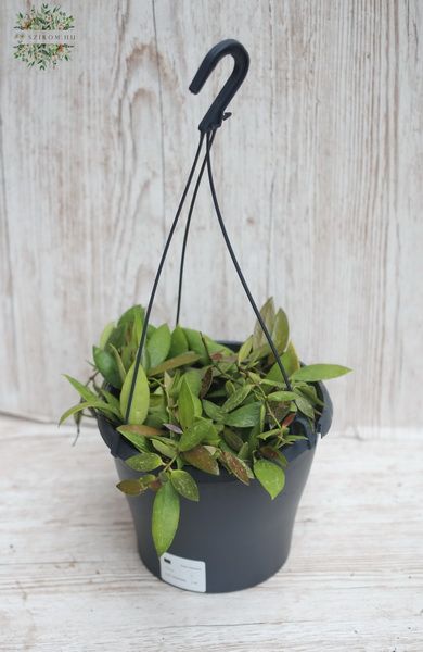 Hoya in einem Hängetopf