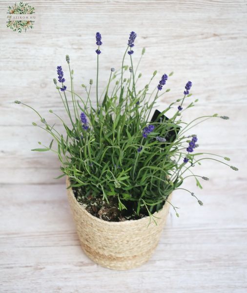 lavendel in a pot