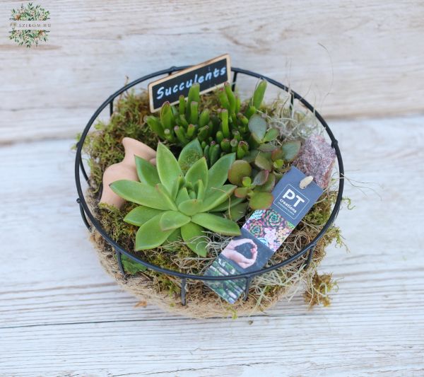 Succulent plant assembly