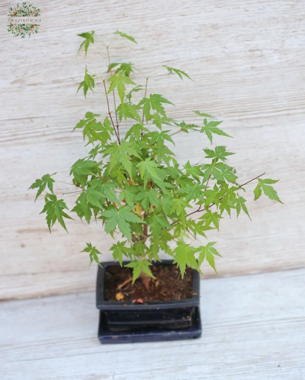Bonsai in ceramic