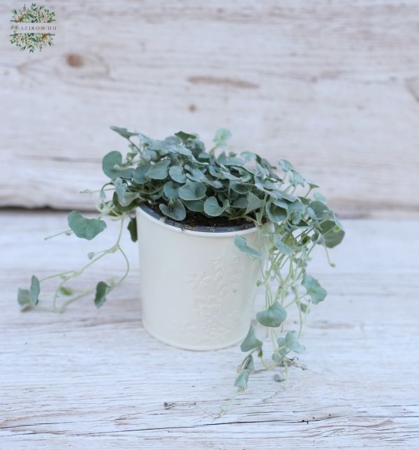 Dichondra in pot