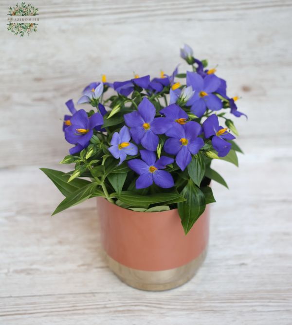 Exacum with pot