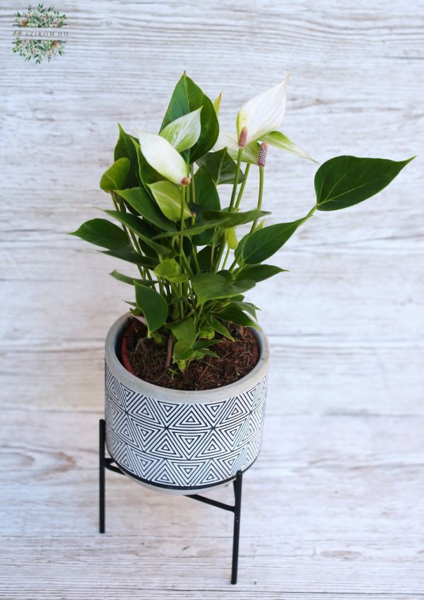 Anthurium mini, with pot with legs 