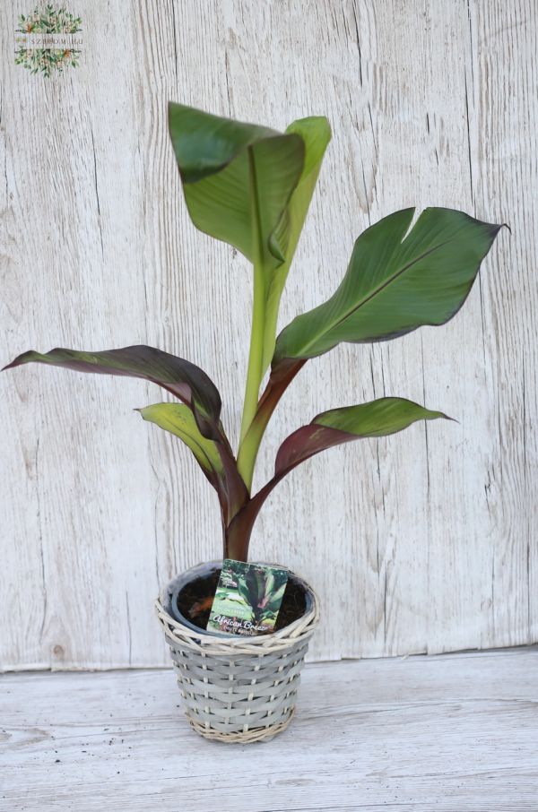 Ensete Ventricosum - Maurelii banana in pot