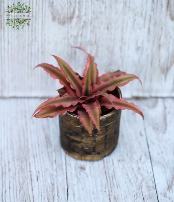 Cryptanthus bivittatus Pink Starlight levélcsillag - mini, kaspóval