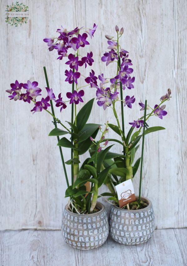Dendrobium 2 ágas kaspóval, 1 db