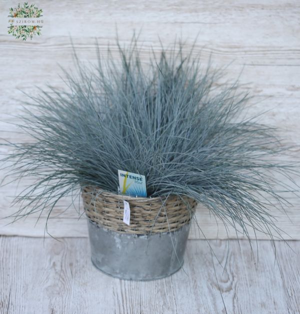 Festuca Gl Intense Blue gross, im Topf