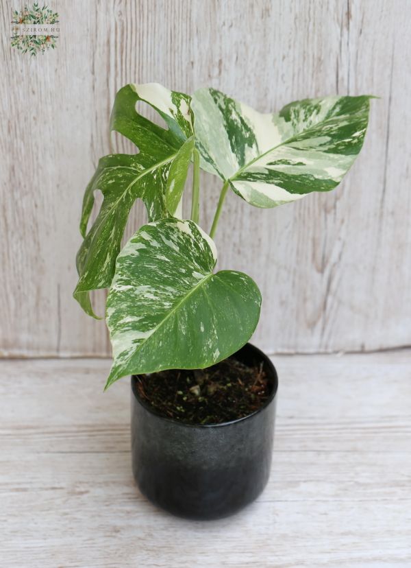 Monstera variegata kaspóval, 40cm