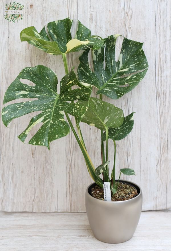 Monstera deliciosa 'Thai Constelation' im Topf, 70cm