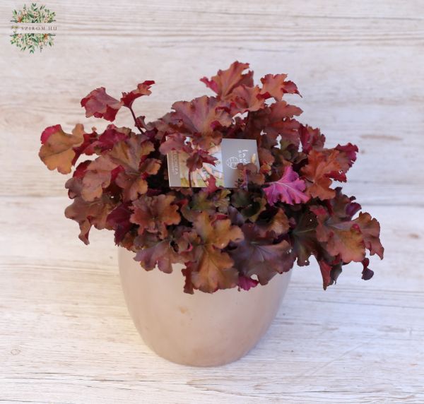 Heuchera 'Boysenberry' im Topf