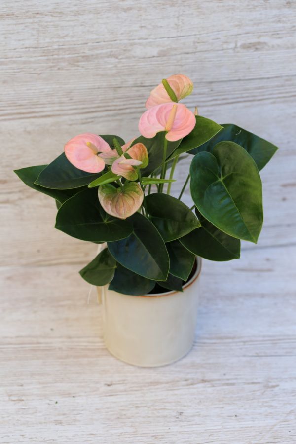 Anthurium with pot