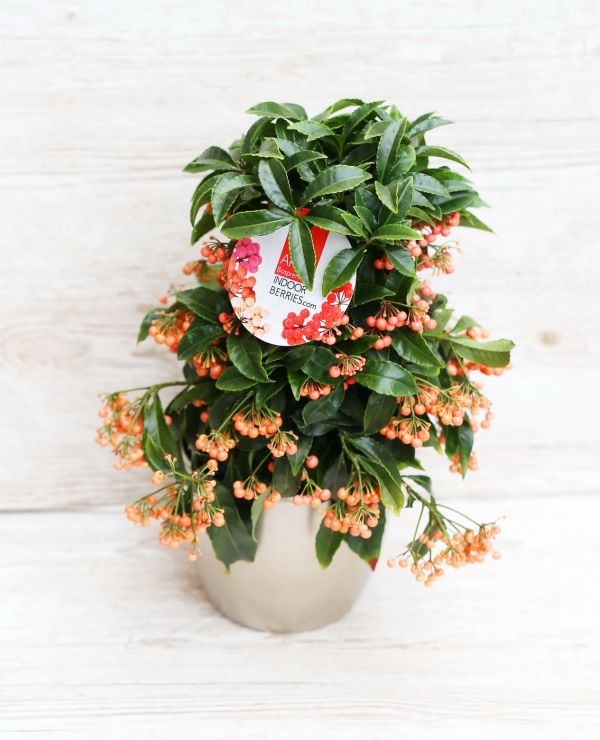 Ardisia