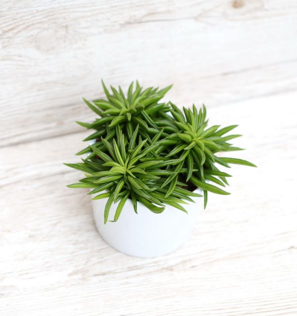 Peperomia Fereirae Happy-bean in pot