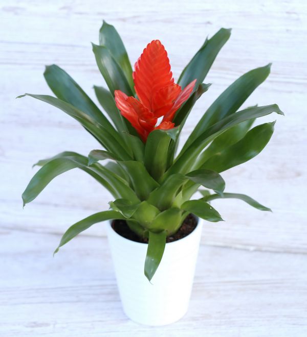 Vriesea sp.