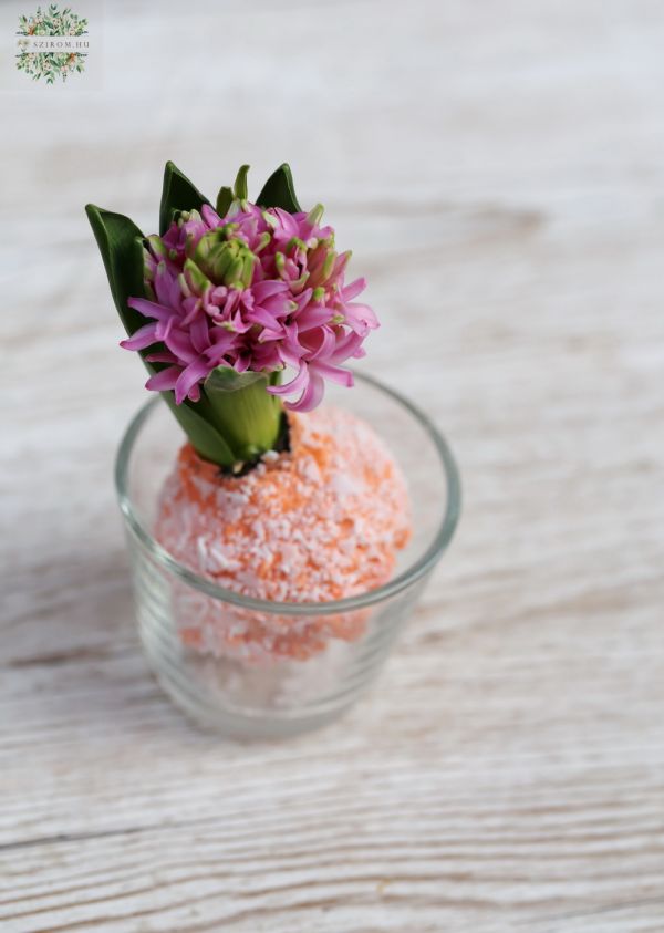 Hyacinth waxed bulb 10cm