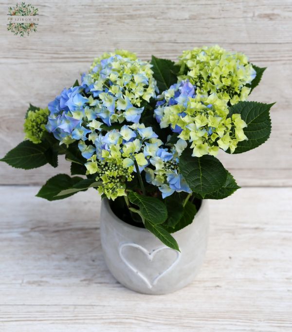 Hydrangea with big concrete pot 30cm tall