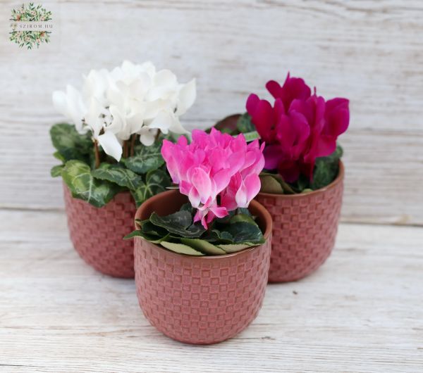 Mini cyclamen in pot (1 piece!) (16cm)