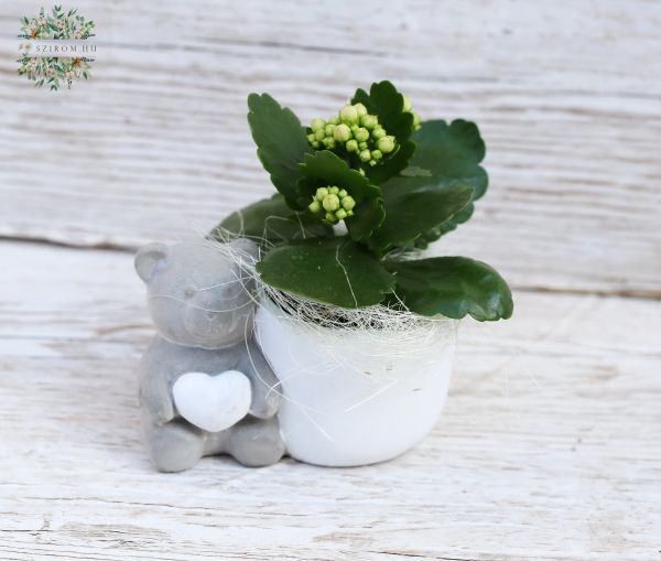 Teddy Topf mit mini Kalanchoe (14cm)