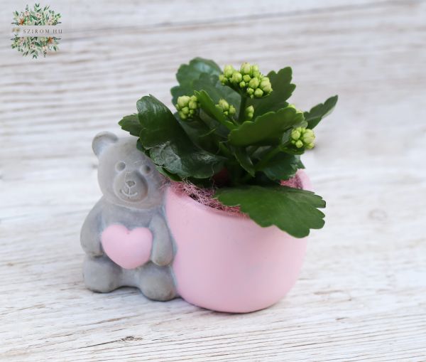 Teddy Topf mit mini Kalanchoe (14cm)