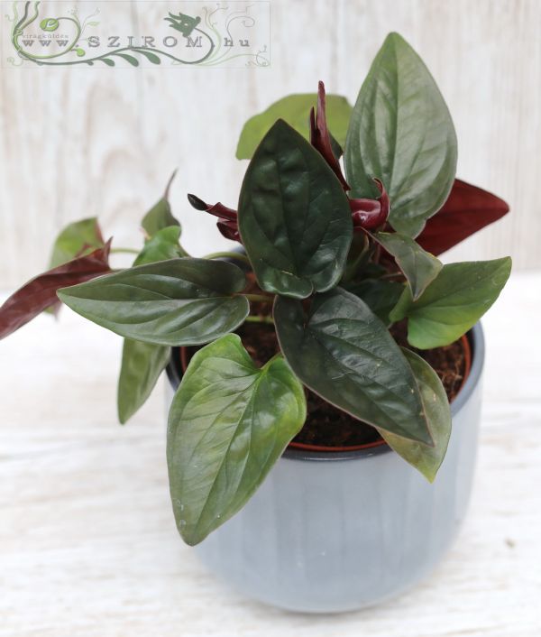 Syngonium Red Arrow in pot