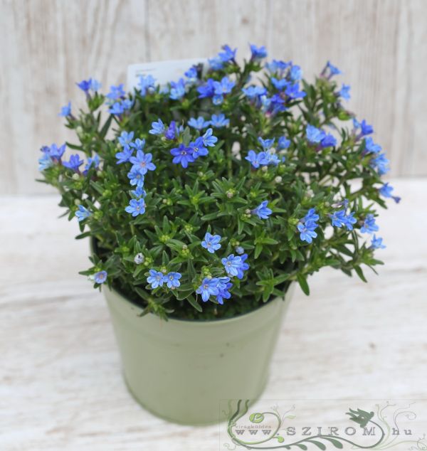 Lithodora diffusa Heavenly Blue in pot