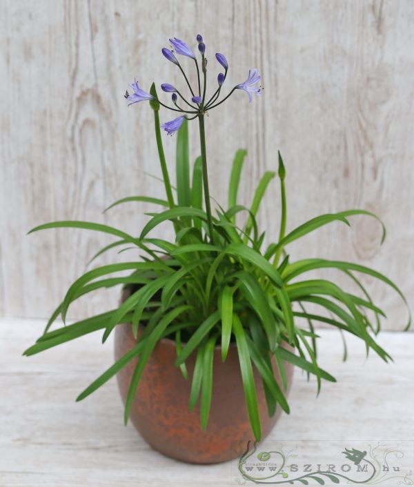 Agapanthus Summer Love Blue in pot