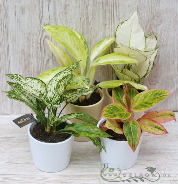 rákvirág (Aglaonema) különböző színekben kaspóban (1db)