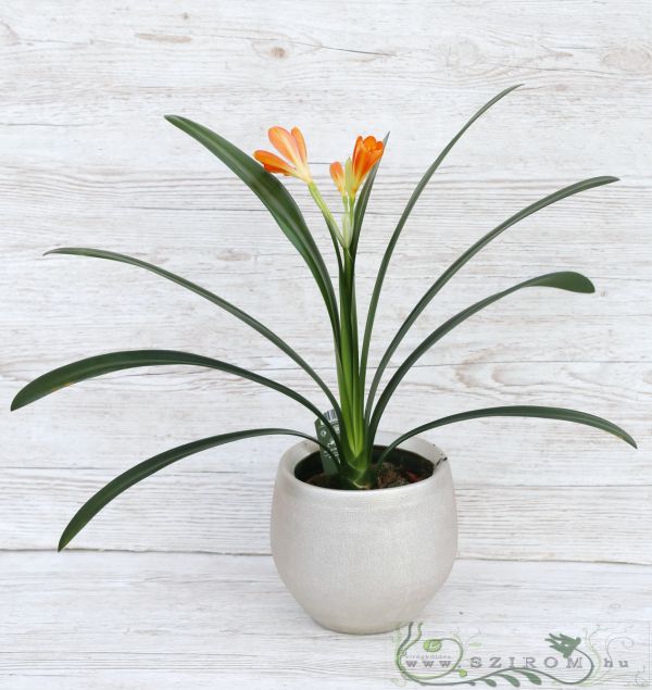 Clivia miniata in a pot