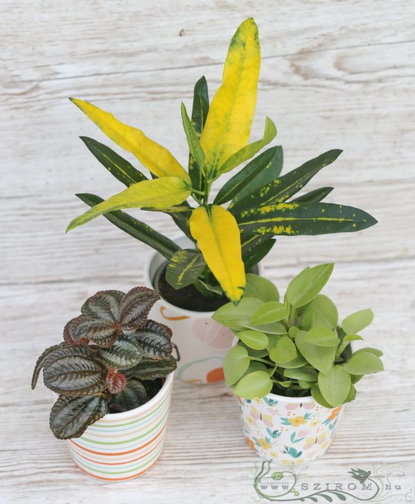 various small plants in pots (3pc)