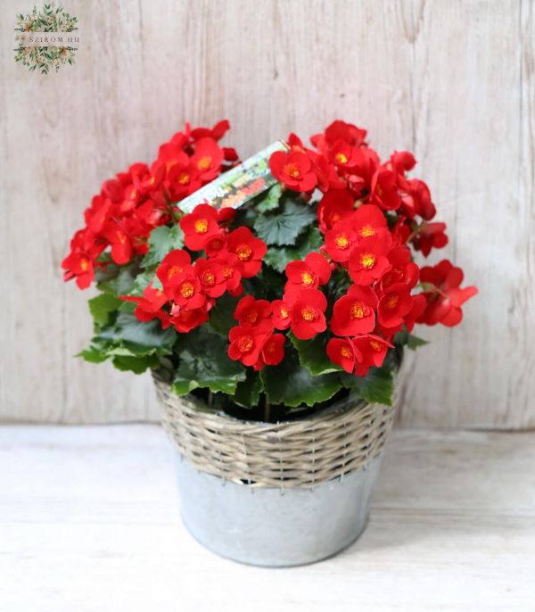 Begonia in pot