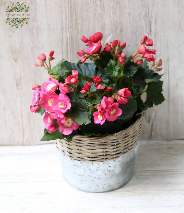 Begonia in pot