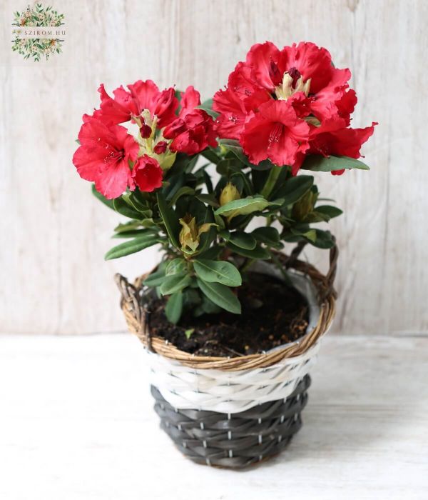  Rhododendron Red Jack 
