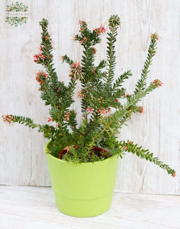 Grevillea in pot