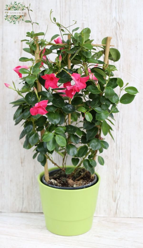 Mandevilla kaspóban 