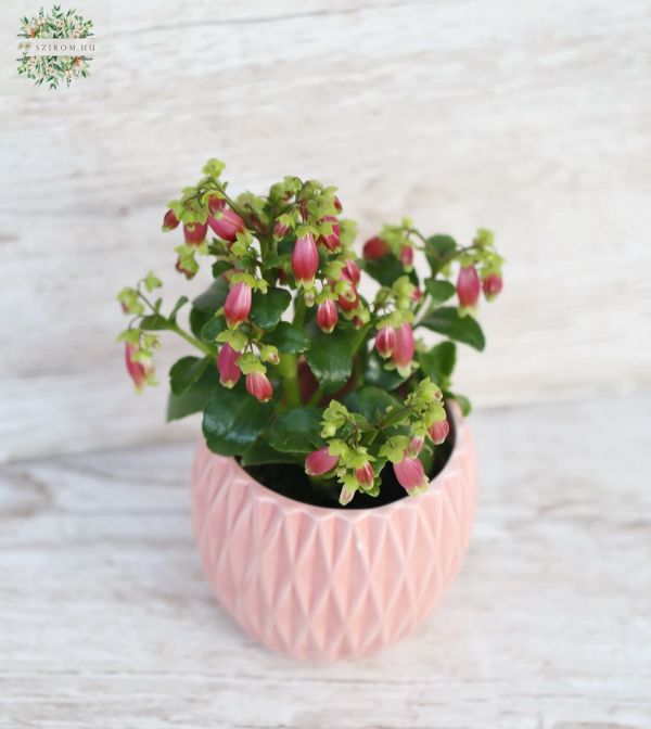 Hanging kalanchoe in pot