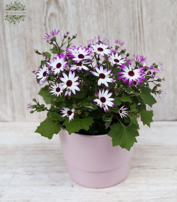 Pericallis C Senettio mit Topf